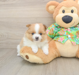 6 week old Pomeranian Puppy For Sale - Lone Star Pups
