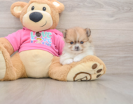 8 week old Pomeranian Puppy For Sale - Lone Star Pups
