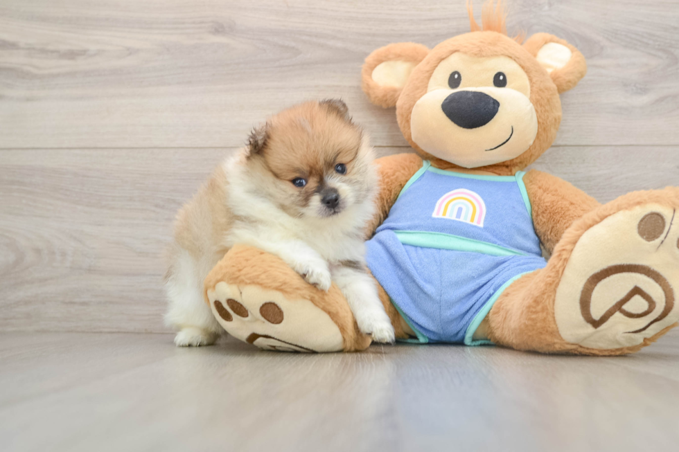 Pomeranian Pup Being Cute
