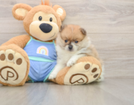 8 week old Pomeranian Puppy For Sale - Lone Star Pups