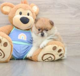 8 week old Pomeranian Puppy For Sale - Lone Star Pups