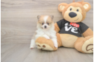 Energetic Pom Dog Purebred Puppy