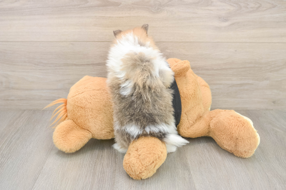 Little Pomeranian Purebred Pup