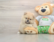 8 week old Pomeranian Puppy For Sale - Lone Star Pups