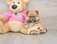 8 week old Pomeranian Puppy For Sale - Lone Star Pups