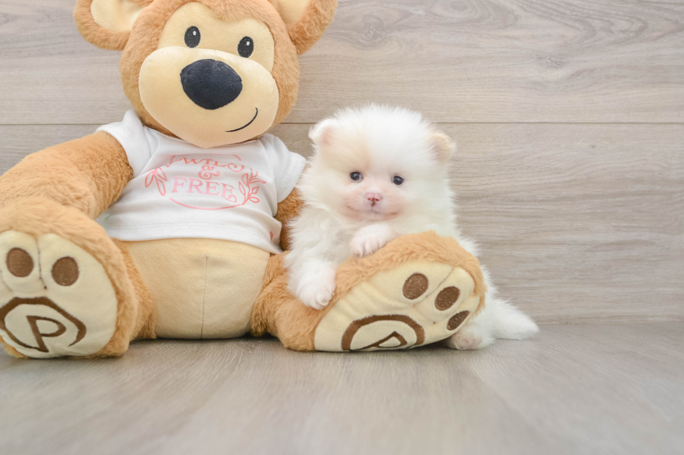 Little Pomeranian Purebred Pup