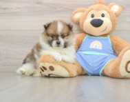 8 week old Pomeranian Puppy For Sale - Lone Star Pups