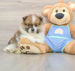 8 week old Pomeranian Puppy For Sale - Lone Star Pups