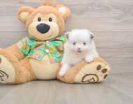 9 week old Pomeranian Puppy For Sale - Lone Star Pups
