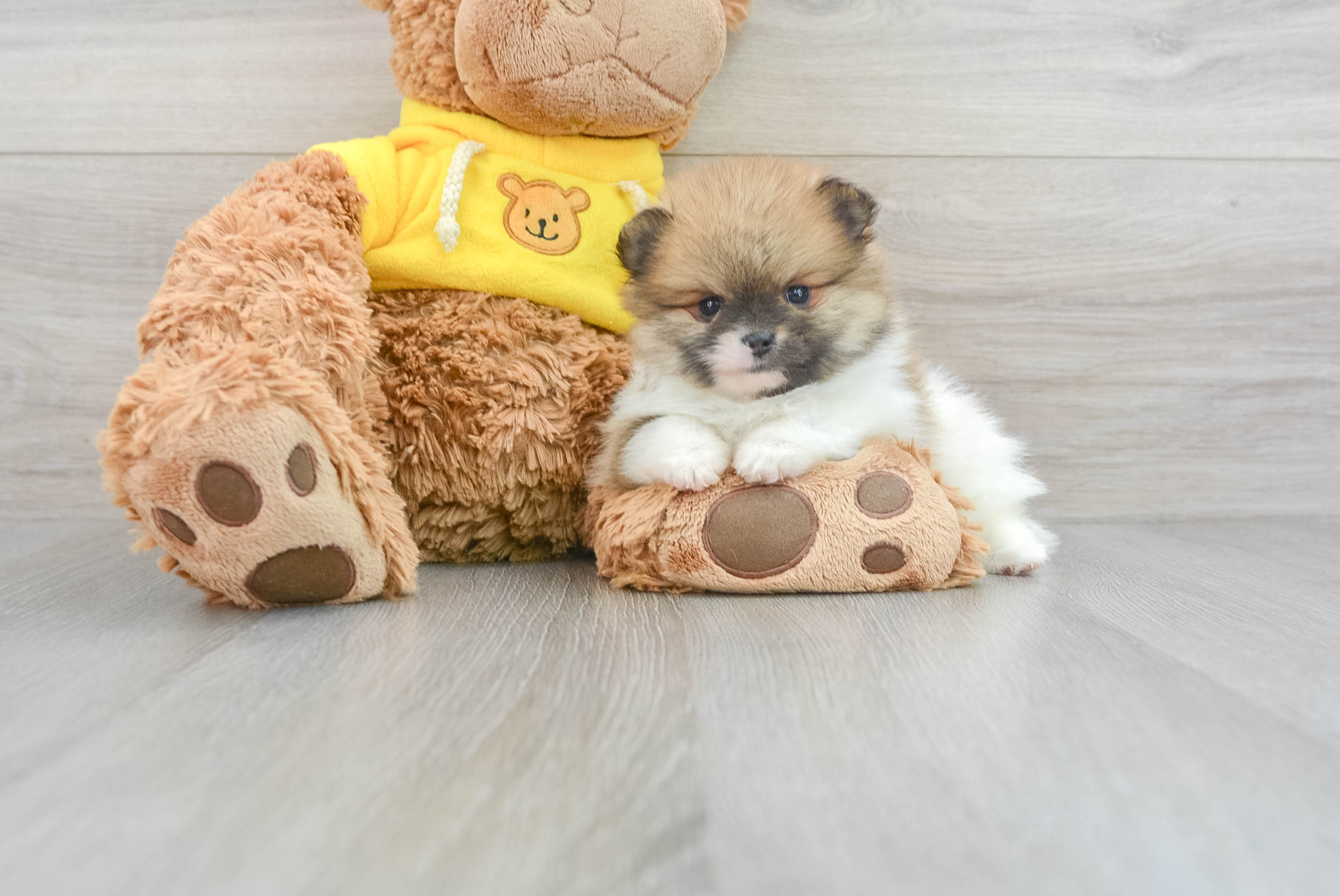 Best Pomeranian Baby