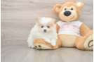 Pomeranian Puppy for Adoption