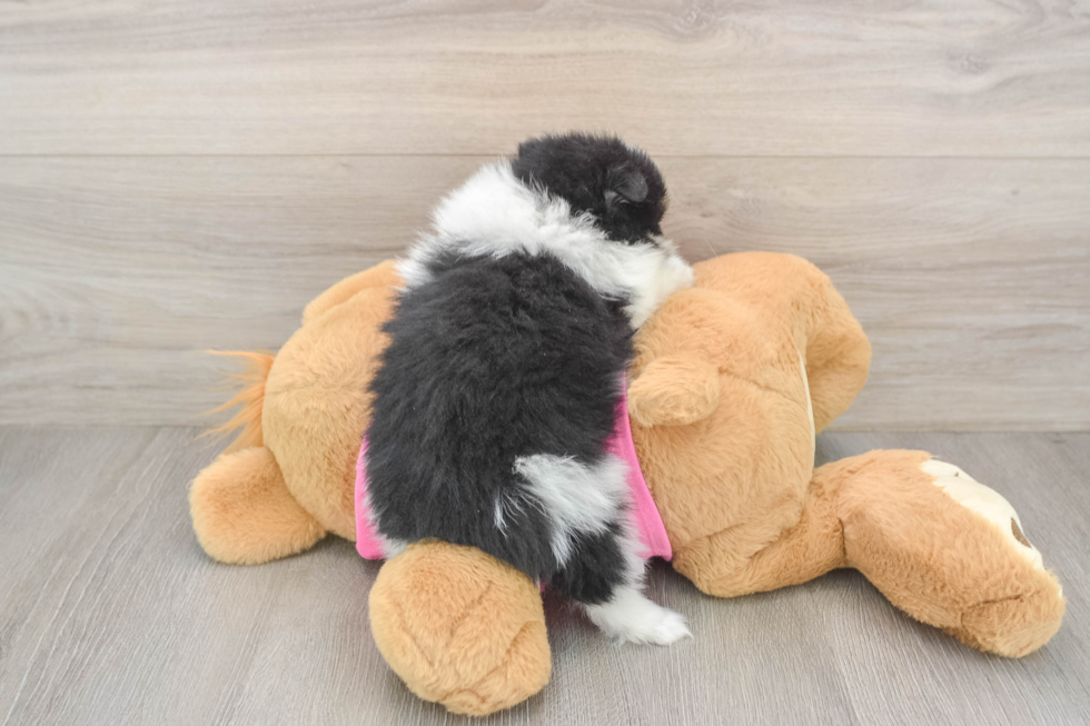 Best Pomeranian Baby