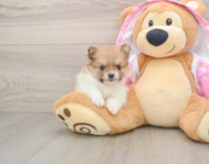 9 week old Pomeranian Puppy For Sale - Lone Star Pups