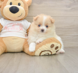 8 week old Pomeranian Puppy For Sale - Lone Star Pups