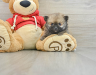 9 week old Pomeranian Puppy For Sale - Lone Star Pups