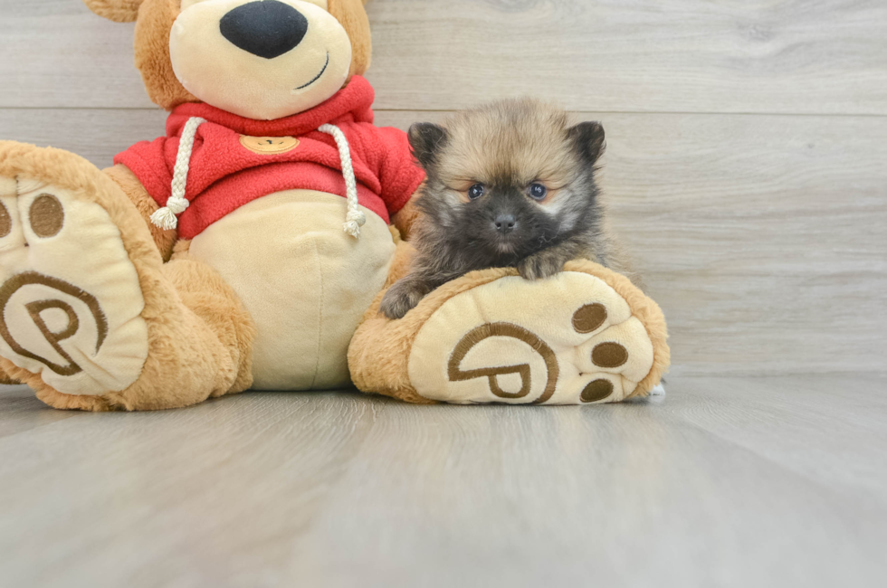 6 week old Pomeranian Puppy For Sale - Lone Star Pups