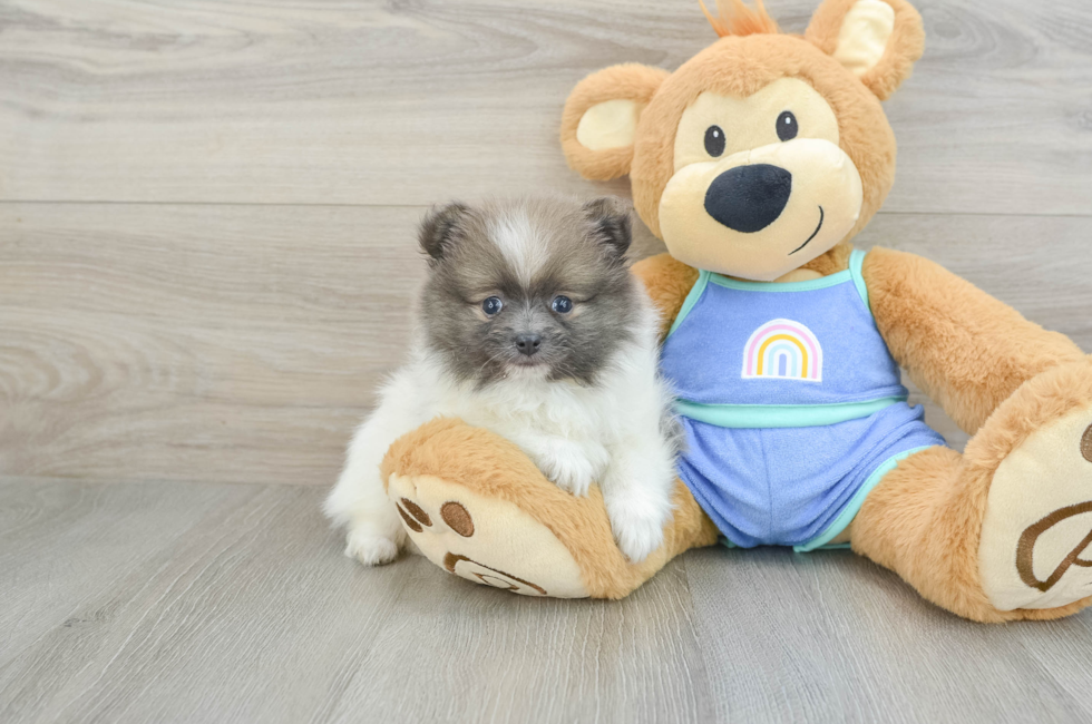 6 week old Pomeranian Puppy For Sale - Lone Star Pups