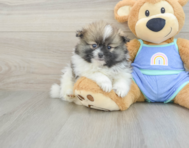 8 week old Pomeranian Puppy For Sale - Lone Star Pups