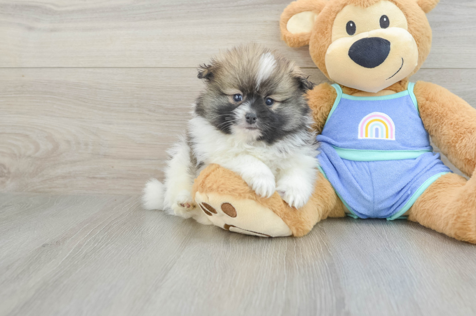 6 week old Pomeranian Puppy For Sale - Lone Star Pups