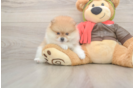 Best Pomeranian Baby