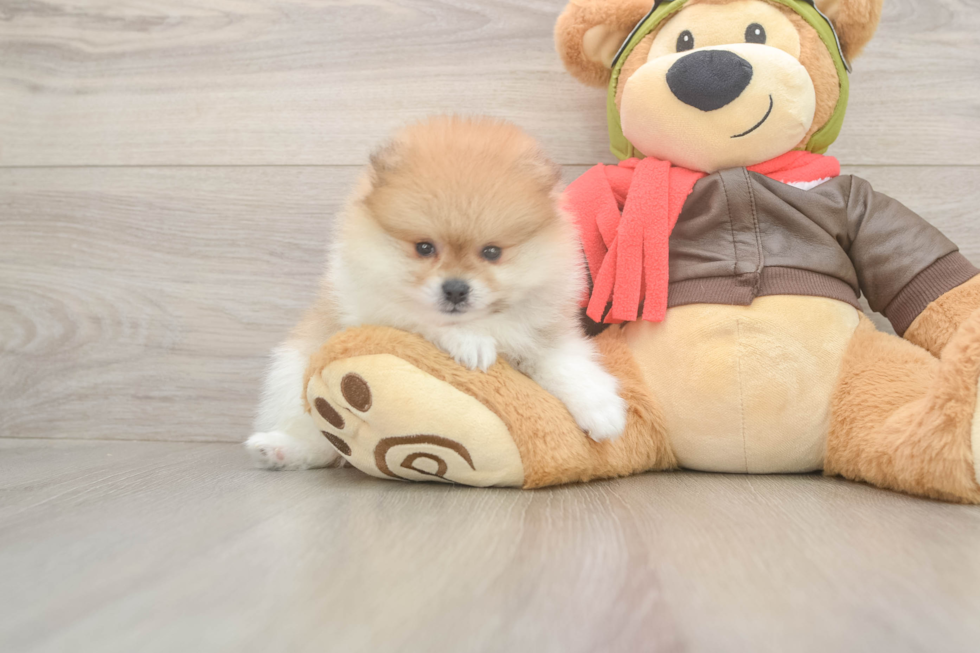 Best Pomeranian Baby