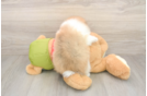Popular Pomeranian Purebred Pup