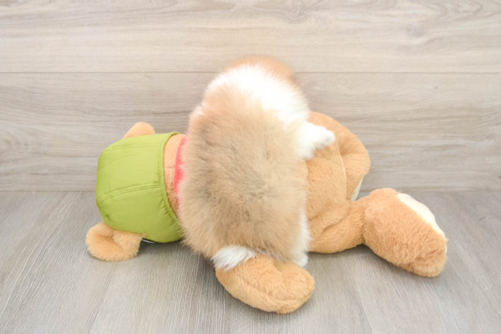 Popular Pomeranian Purebred Pup