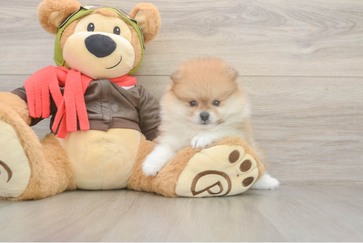 Energetic Loulou Purebred Puppy