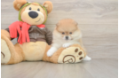 Energetic Loulou Purebred Puppy