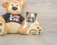8 week old Pomeranian Puppy For Sale - Lone Star Pups
