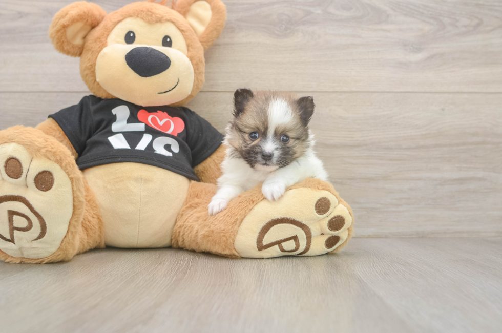 5 week old Pomeranian Puppy For Sale - Lone Star Pups