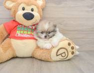 9 week old Pomeranian Puppy For Sale - Lone Star Pups