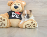 7 week old Pomeranian Puppy For Sale - Lone Star Pups