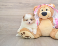 8 week old Pomeranian Puppy For Sale - Lone Star Pups