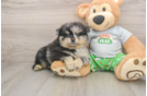 Best Pomeranian Baby
