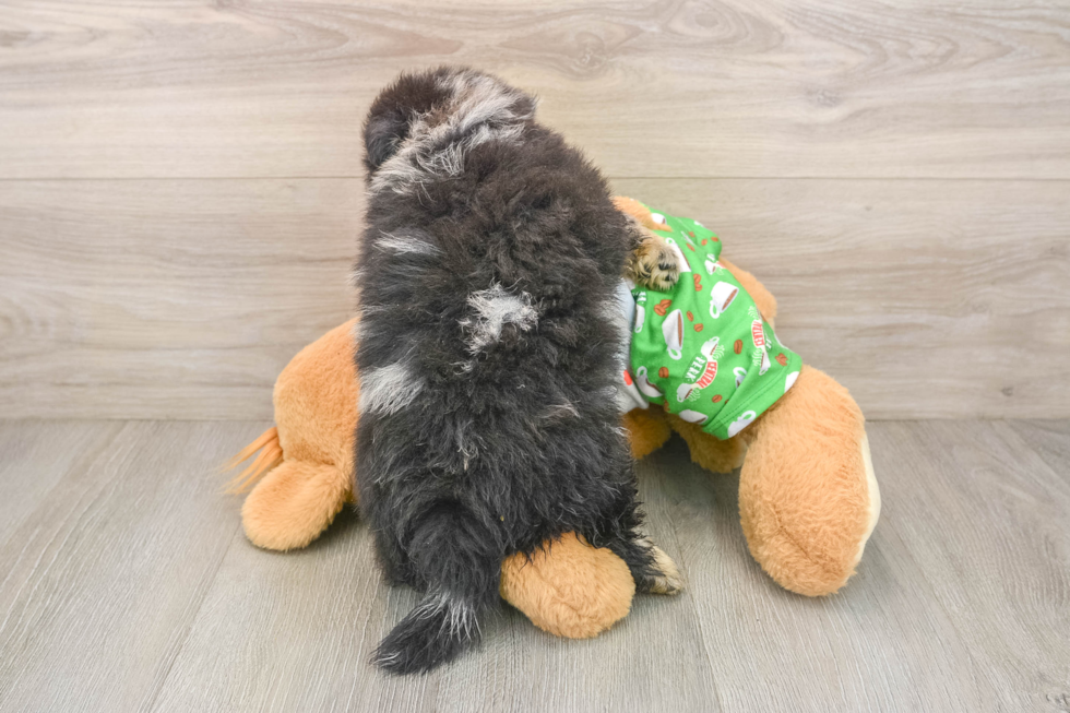 Cute Loulou Purebred Puppy