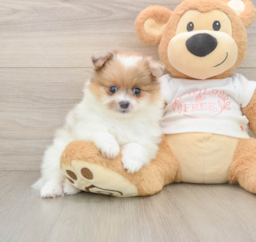 7 week old Pomeranian Puppy For Sale - Lone Star Pups