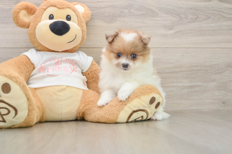Funny Pomeranian Purebred Pup