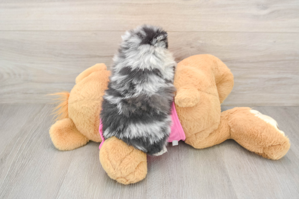 Best Pomeranian Baby