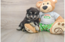 Funny Pomeranian Purebred Pup