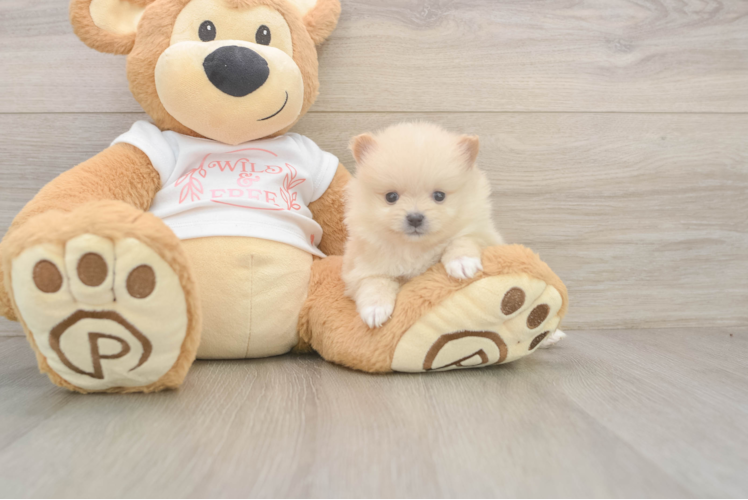 Smart Dwarf Spitz Purebred Puppy