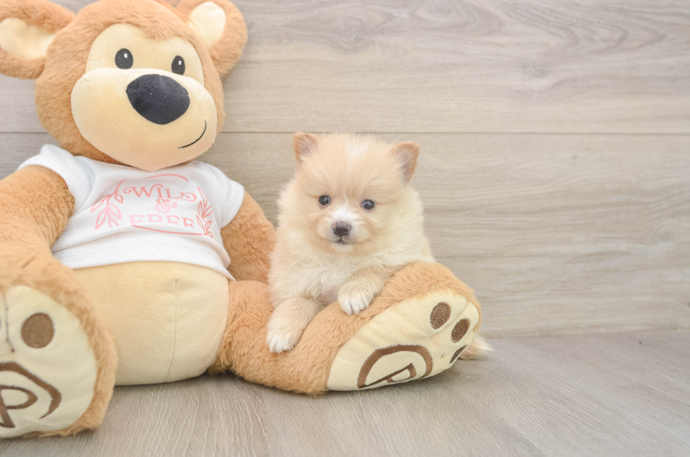 5 week old Pomeranian Puppy For Sale - Lone Star Pups