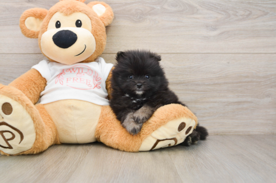 Akc Registered Pomeranian Purebred Pup