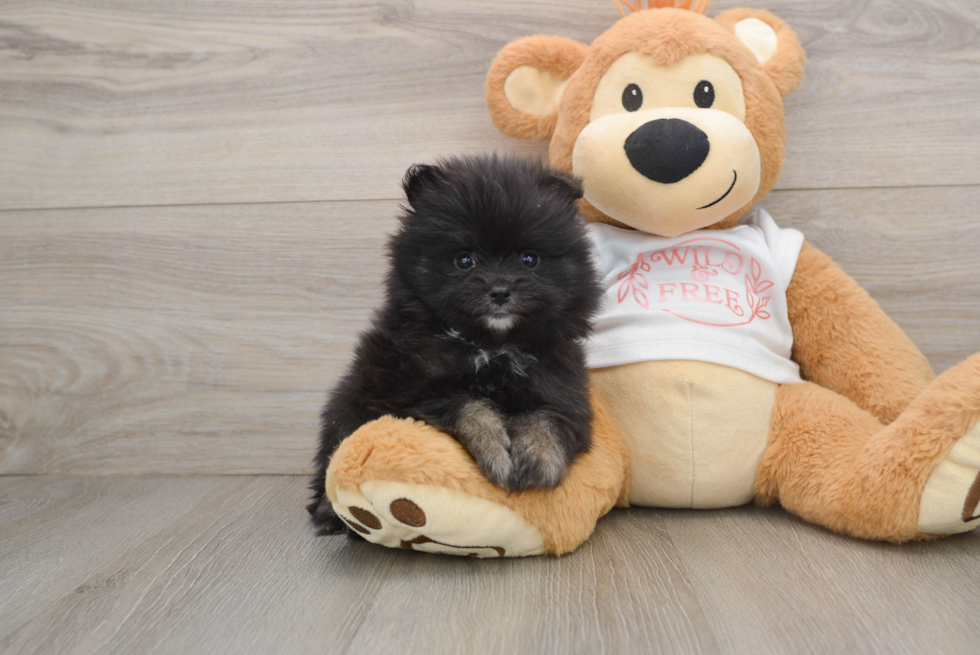 Adorable Pom Dog Purebred Puppy