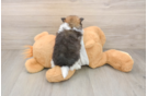 Adorable Deutscher Spitz Purebred Puppy