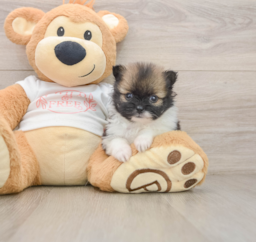 8 week old Pomeranian Puppy For Sale - Lone Star Pups