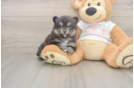 Best Pomeranian Baby