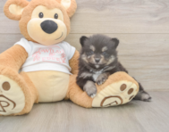 7 week old Pomeranian Puppy For Sale - Lone Star Pups