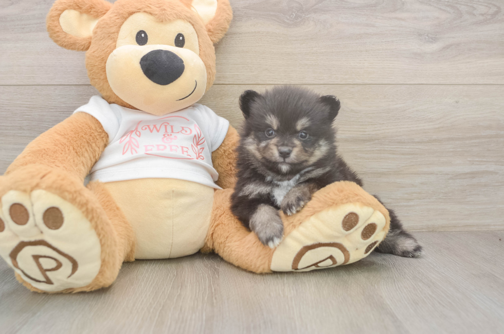 5 week old Pomeranian Puppy For Sale - Lone Star Pups