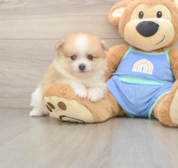 7 week old Pomeranian Puppy For Sale - Lone Star Pups